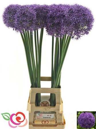<h4>Allium Globemaster</h4>