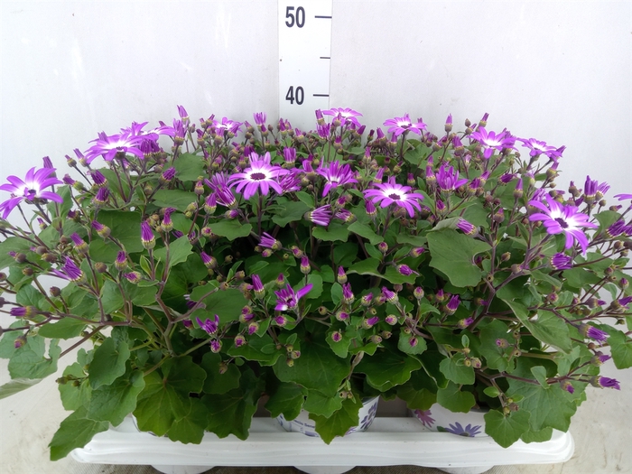 <h4>Pericallis CR 'Senetti Magenta Bic'</h4>