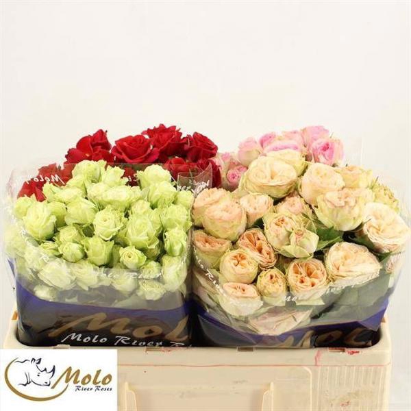<h4>R Tr Mix In Bucket X50 Molo</h4>