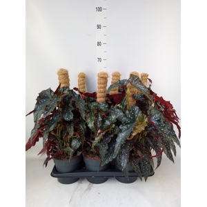 Begonia BD mac. 'Black Forest'