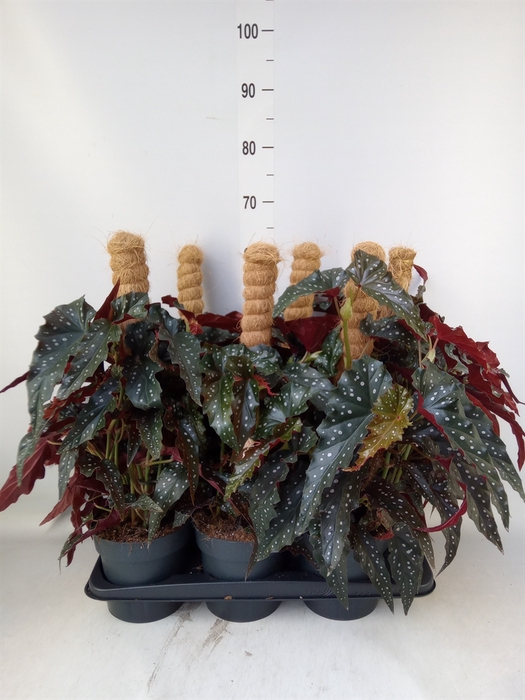 <h4>Begonia BD mac. 'Black Forest'</h4>