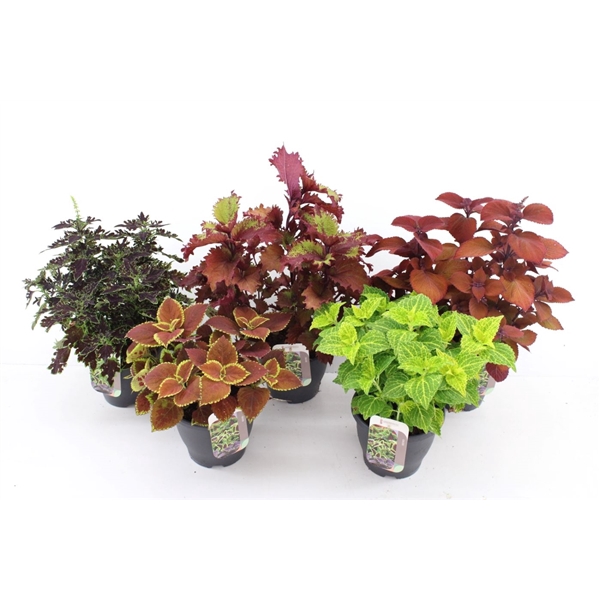 <h4>Coleus Mix</h4>