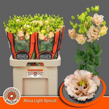 <h4>Eustoma russellianum gevuldbloemig 'Alissa Light Apricot'</h4>