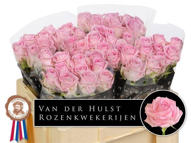 <h4>R Gr Zaina!</h4>