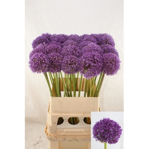 ALLIUM AMBASSADOR