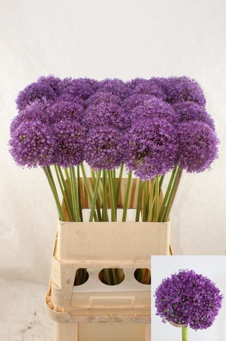 <h4>ALLIUM AMBASSADOR</h4>