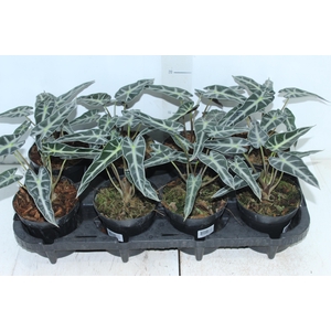 ALOCASIA PICOLLINI P12