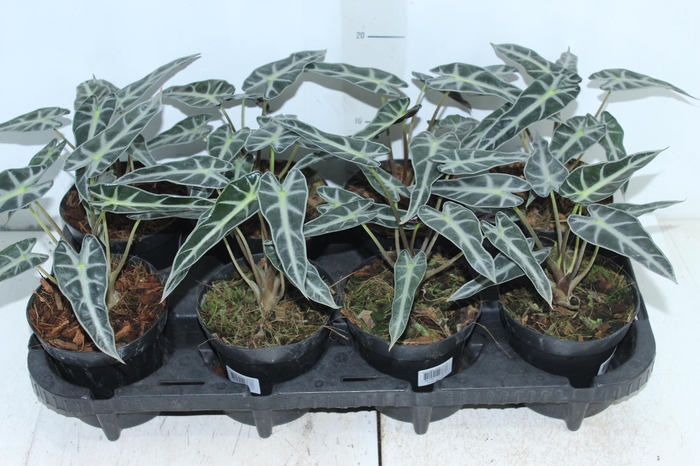 <h4>ALOCASIA PICOLLINI P12</h4>