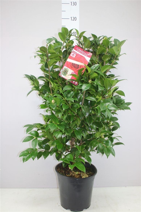 <h4>Camellia Jap. 'black Lace'</h4>