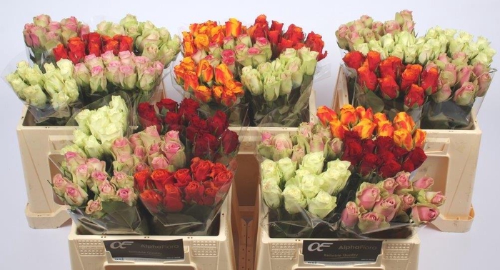 <h4>R KL GEM IN FUST</h4>