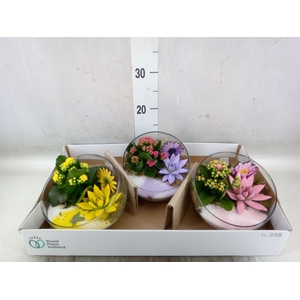 Arr.   Planten L%