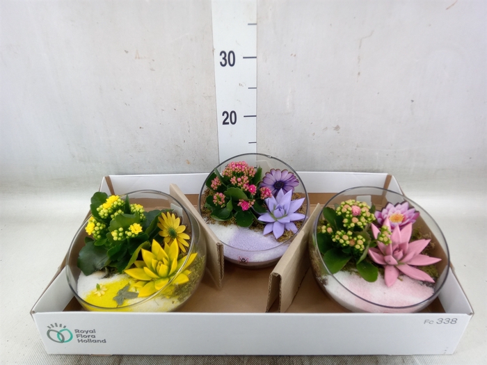 <h4>Arr.   Planten L%</h4>