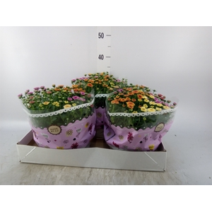 Chrysanthemum  'Jellyfish'  ..mix p