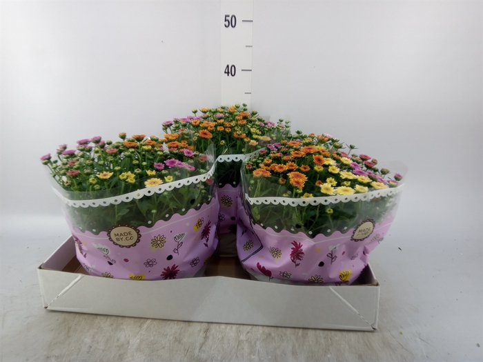 <h4>Chrysanthemum  'Jellyfish'  ..mix p</h4>