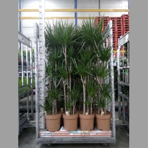 Dracaena marg.
