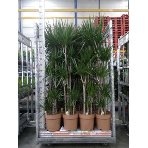 Dracaena marg.