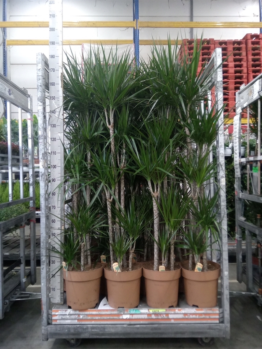 <h4>Dracaena marg.</h4>