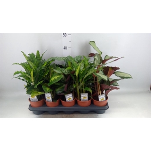 Calathea   ...mix 4