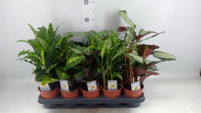 <h4>Calathea   ...mix 4</h4>