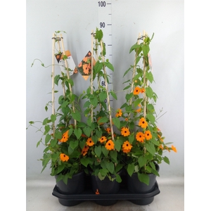 Thunbergia alata 'Orange BlackEye'