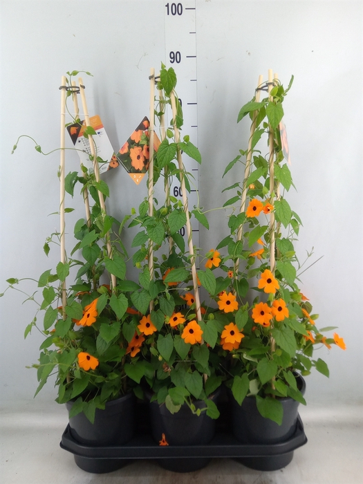 <h4>Thunbergia alata 'Orange BlackEye'</h4>