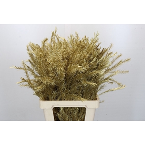 Melaleuca Painted Gold