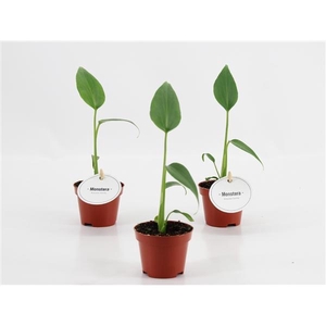 Monstera overig