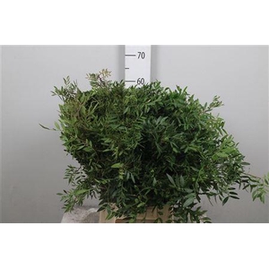 Pistacia Blad P Bos