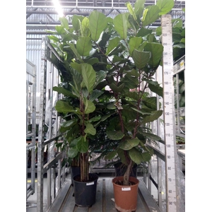 Ficus lyrata