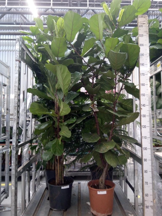 <h4>Ficus lyrata</h4>