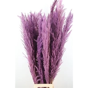 CORTADERIA LILA - MILKA
