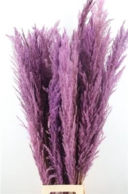 <h4>CORTADERIA LILA - MILKA</h4>