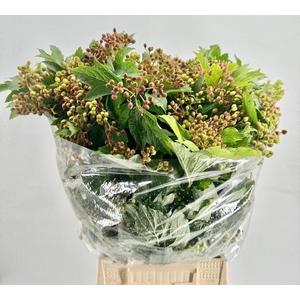 Viburnum Opulus