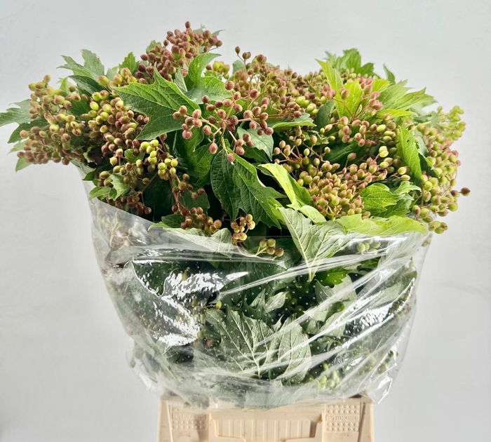 <h4>Viburnum Opulus</h4>