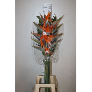 Strelitzia X10 France