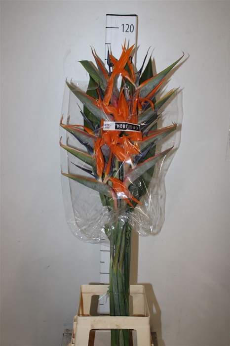 <h4>Strelitzia X10 France</h4>