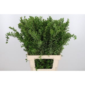 Spiraea Snowmoun