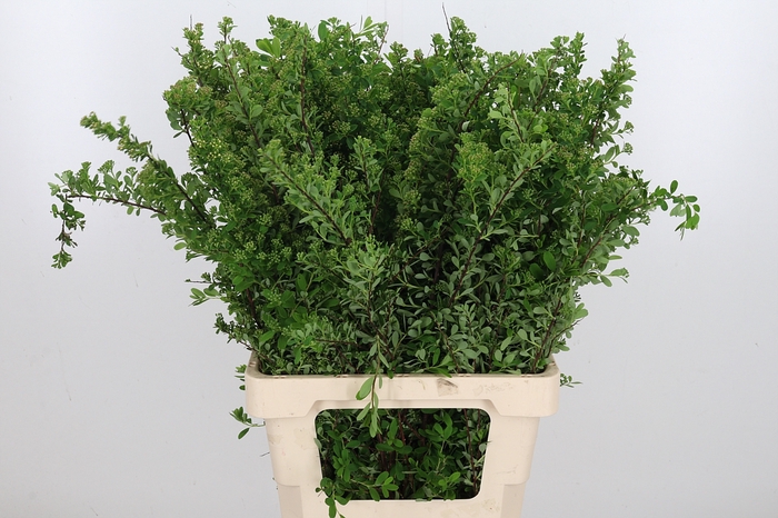 <h4>Spiraea Snowmoun</h4>