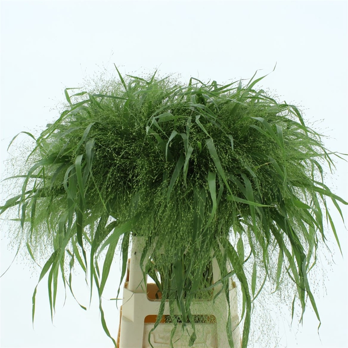 <h4>Panicum Fountain</h4>