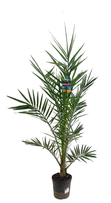 <h4>Phoenix canariensis</h4>