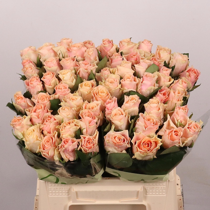 <h4>R GR SWEET TACAZZI+</h4>