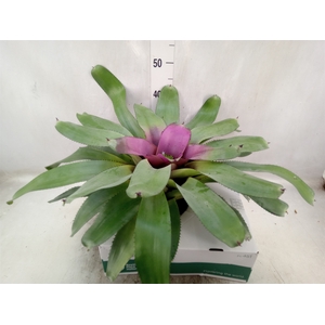 Neoregelia   ...