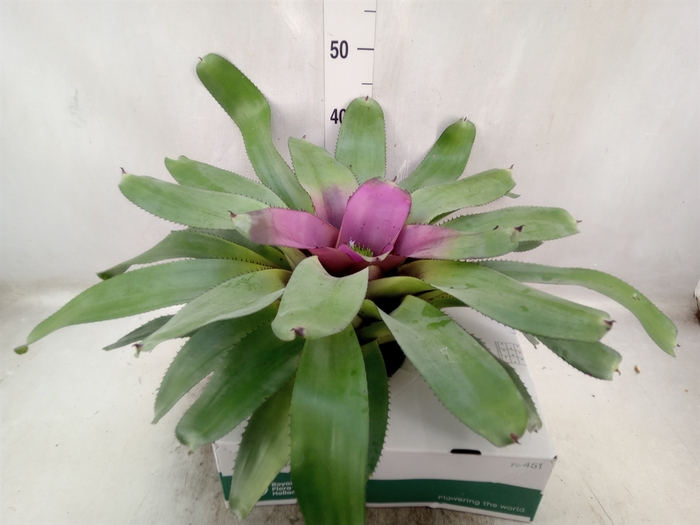 Neoregelia   ...