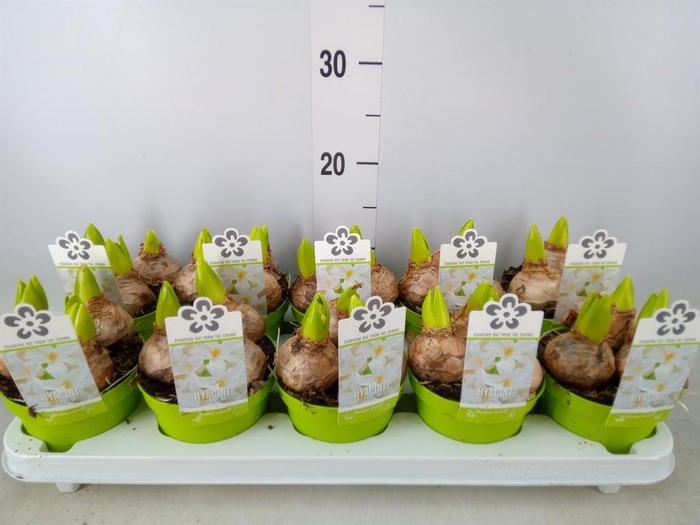 <h4>Hyacinthus orie. 'Pearl White'</h4>