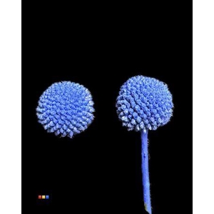 Craspedia Klb Blue
