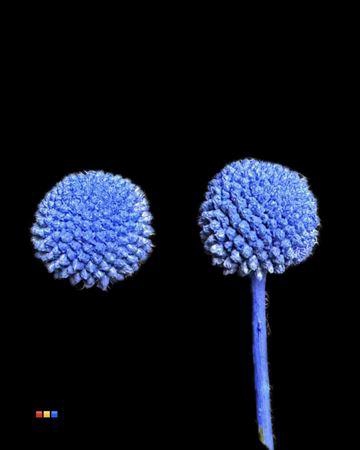 <h4>Craspedia Klb Blue</h4>