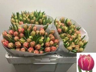 <h4>TU DU COLUMBUS</h4>