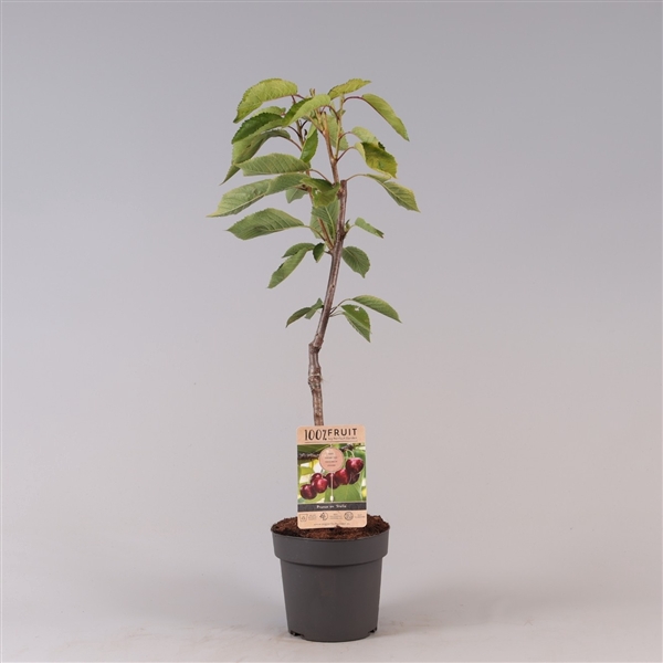 <h4>Prunus avium Patiobomen ‘Stella’, 100% Fruit, P21</h4>