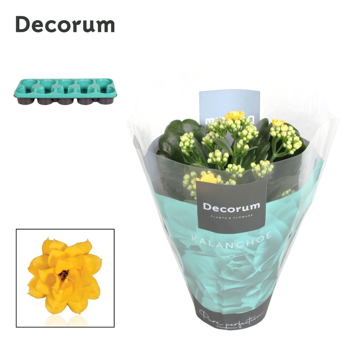 Kalanchoe Decorum - Yellow