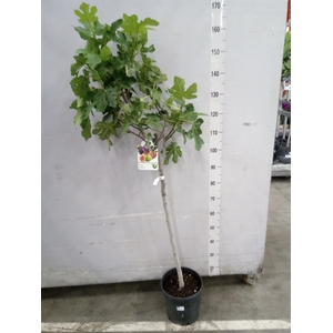 Ficus carica